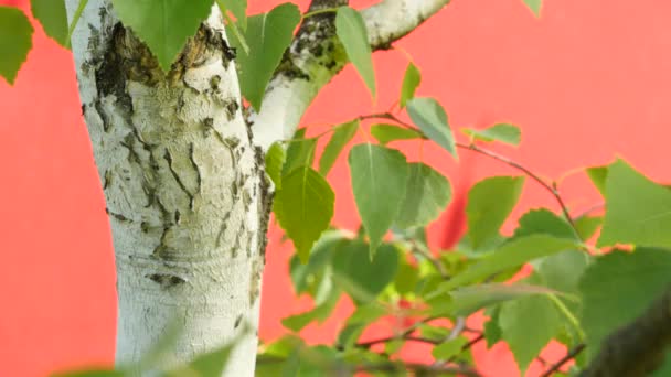 Birch trunk close-up, witte schors, witte romp, boom, wuivende romp, Fluttering bladeren, op rode achtergrond, Chromakey, Chroma Key, Alfa — Stockvideo