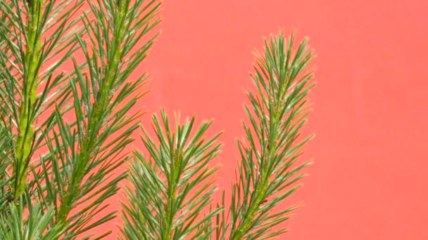 Pine Branches, Swaying branches, Needles, on Red Background, Chromakey, Chroma Key, Alfa — Stock Video