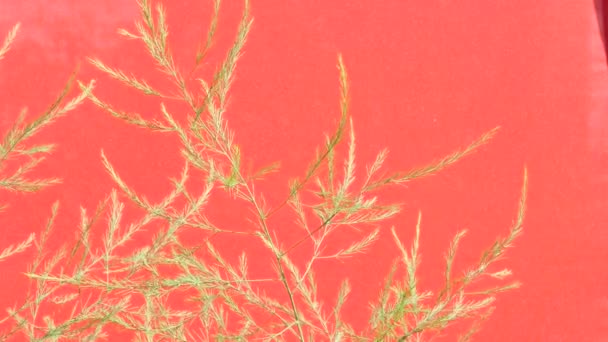 Rami sottili gialli di erba, primo piano, erba secca, Steli ondeggianti, su sfondo rosso, Chromakey, Chroma Key, Alfa — Video Stock