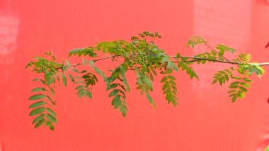 Rowan-tree, Yeşil Yapraklı Rowan Dalı, Rüzgarda Sallanan, Kırmızı Arka Plan, Kromakey, Chroma Key, Alfa