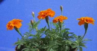 Tagetes, Çalı Turuncu Çiçekler, Yeşil Yapraklar, Mavi Arka Plan, Chromakey, Kroş Anahtar, Alfa