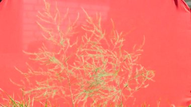 Yellow Thin Branches of Grass, Dry Grass, Swaying Stalks, on Red Background, Chromakey, Chroma Key, Alfa