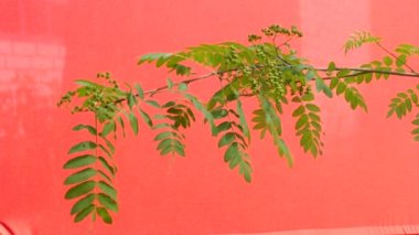 Rowan-ağacı, Kırmızı Arka Plan, Chromakey, Chroma Key, Alfa üzerinde yeşil yaprakları ile rowan dalı