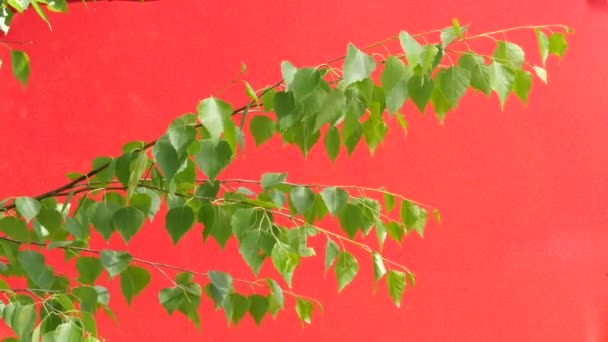 Ветка березы с зелеными листьями, качающаяся ветка, трепещущие листья, на красном фоне, хромаки, хромаки, альфа — стоковое видео