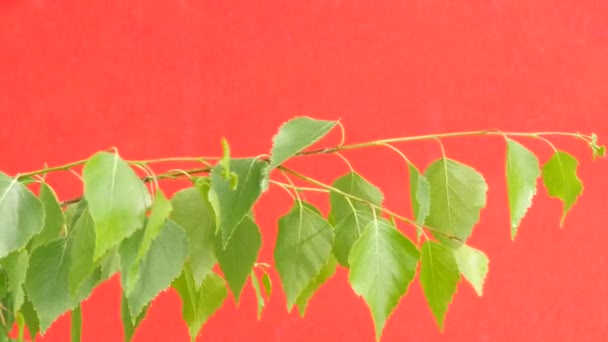 Birch, One Birch Branch, One Branch, Green Leaves, Swaying Branch, Fluttering Leaves, on Red Background, Chromakey, Chroma Key, Alfa — Stock Video