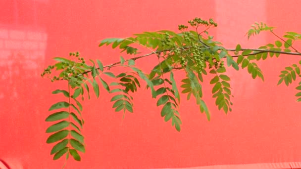 Ρόουαν-Tree, υποκατάστημα της Ρόουαν με πράσινα φύλλα στο κόκκινο φόντο, χρώμα, χρωματικό κλειδί, Alfa — Αρχείο Βίντεο