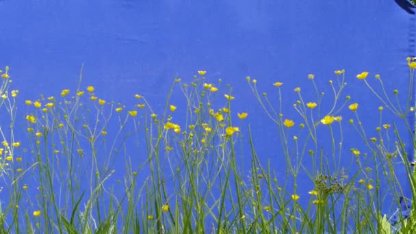 Muitas flores amarelas, flores do prado, lâminas verdes, plantas estão balançando, fundo azul, Chromakey, Chroma Key, Alfa — Vídeo de Stock
