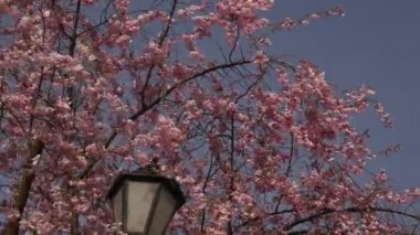 Kievo-Pecherskaya Lavra Çiçeği Pembe Çiçekler Kiraz Sakura Chroma Anahtar Alfa Mavi Arka Plan Dalları Kiraz Sakura Chroma Çan Kulesi