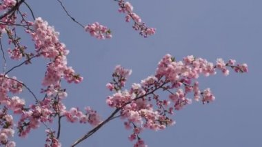 Kiraz Sakura Chromakey Çiçeği Pembe Çiçekler Kiraz Çiçeği Dalları Çiçeklenme Sakura Chroma Anahtar Alfa Mavi Arka Plan