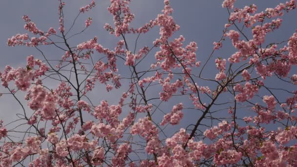 Cereja Sakura Chromakey parte superior da flor de árvore Flores cor de rosa Os ramos de flor de cerejeira florescendo Sakura Chroma Key Alfa fundo azul — Vídeo de Stock