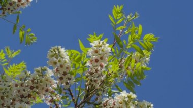 Bahar Kiev Ukrayna Güneşli Mayıs Günü Outdoors Yılında Akasya Senegalia Greggii Thorntree ıslık Diken Wattle Kiev Botanik Bahçesi Inflorescences