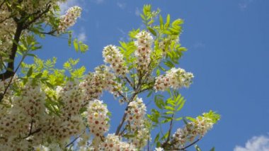 White Flowers Blooming Lilac Acacia Syringa Vulgaris Senegalia Greggii Kiev Botanical Garden In The Spring Kiev Ukraine Sunny May Day Outdoors