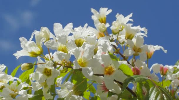 Bloeiwijzen van Acacia Senegalia Greggii Thorntree fluitende Doorn wattle Kiev botanische tuin in het voorjaar Kiev Oekraïne zonnige mei dag buitenshuis — Stockvideo