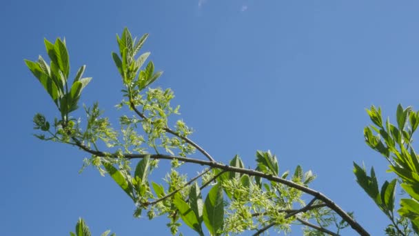 Takken met groene blaadjes voor Chromakey Chroma Key Alfa blauwe achtergrond botanische tuin in het voorjaar Kiev Oekraïne zonnige mei dag buitenshuis — Stockvideo