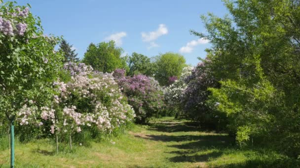 Krajinná ulička Blooming Lilac Syringa pěšina mezi stromy vulgaris Kyjevská Botanická zahrada na jarním Kyjevě Ukrajina slunný den v přírodě