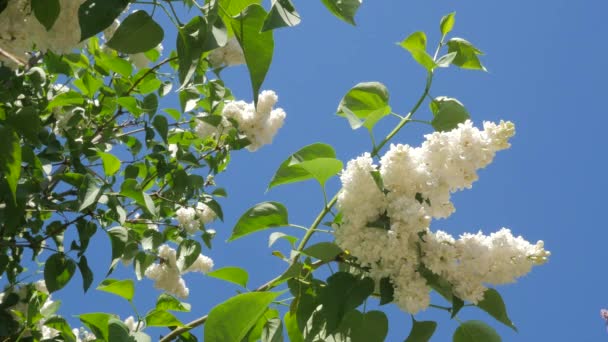 开花白色丁香为变色枝绽放丁香色度关键阿尔法蓝色背景西林加福列利斯基辅植物园在春天的阳光 — 图库视频影像