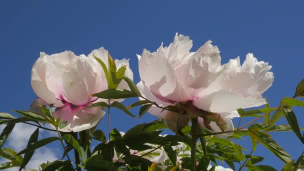 Peony Peeonia para Chromakey Chroma Key Alfa Azul Fundo Florescimento Kiev Jardim Botânico Na Primavera Kiev Ucrânia Ensolarado Maio Dia ao ar livre — Vídeo de Stock