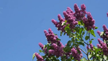 Dalları Chromakey ÇiçekLi Leylak Için Kroma Anahtar Alfa Mavi Arka Plan Çiçekli Leylak Syringa Vulgaris Kiev Botanik Bahçesi Bahar Güneşli Mayıs
