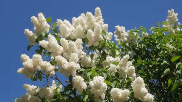 Dalları Chromakey Çiçekaçan Beyaz Leylak Için Chroma Key Alfa Mavi Arka Plan Çiçekli Leylak Syringa Vulgaris Botanik Bahçe Bahar Güneşli Mayıs Günü — Stok video