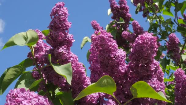 Gałęzie Chromakey kwitnących liliowy dla Chroma Key alfa niebieskie tło kwitnące Lilac liszan vulgaris Kijów ogród botaniczny w Spring Sunny — Wideo stockowe