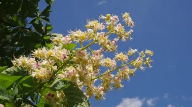 Kestane ağacı Chromakey çiçek açan kestane sallanan dallar Chroma anahtar Alfa mavi arka plan önümüzdeki kestane güneşli Şubesi, ağacı çiçek ile