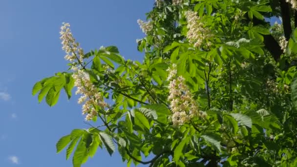 Kaštanový strom Chromakey kvetoucí kaštan kymácející větve Chroma klíč Alfa modré pozadí květenství Sunny větve z kaštan s květinami — Stock video