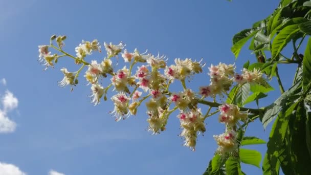 Kastanienbaum blühende Kastanien schwankender Blütenstand Kastanien sonniger Tag die Zweige des Kastanienbaums mit Blüten und grünen Blättern — Stockvideo