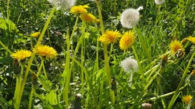 Sarı beyaz çiçekler Blowball karahindiba çiçek yeşil çim güneşli günü çırpınan çiçek ile bir yeşil SAP güneşli gün yeşil yaprakları esinti Tarih
