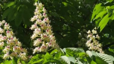 Kestane ağacı Chromakey çiçek önümüzdeki kestane Choma anahtarı Alfa mavi arka plan güneşli gün sallanan dalların çiçeklenme