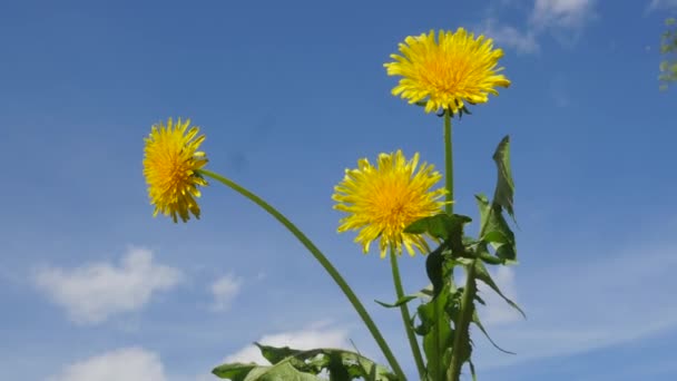 Żółte kwiaty mniszek Alergia trzy kwiaty na zielonej łodygi słoneczny dzień fruwające kwiaty liści zielony wiatr niebieski niebo białe chmury na zewnątrz — Wideo stockowe
