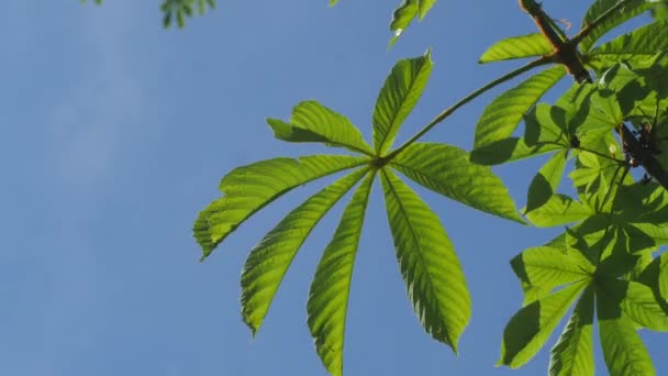 板栗树抠像绿叶口环键 Alfa 蓝色背景阳光灿烂的日子飘摇的枝条 — 图库视频影像