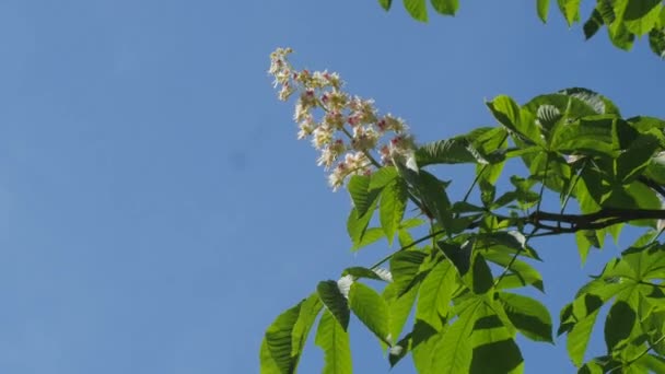 Árbol de castaño floreciente Chromakey Flores Inflorescencia de castaño Choma Key Alfa Fondo azul Día soleado Ramas de balanceo — Vídeos de Stock
