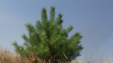 Genç çam yaprak dökmeyen ağaç küçük bir kuru çim alan rüzgarlı gün yeşil Needle-Like yaprakları vardır çırpınan sonbahar yaz mavi gökyüzü üzerinde sallanan