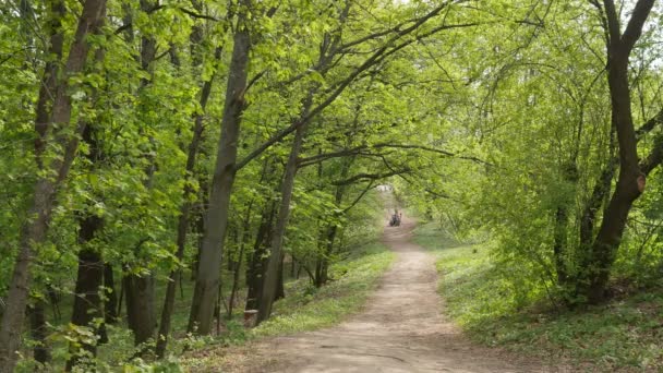 Veja a estrada que corre através do parque Árvores de primavera agitar seus ramos verdes do vento — Vídeo de Stock