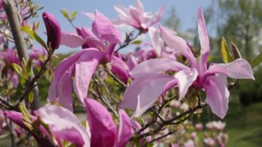 Rüzgar hışırdar pembe Manolya yaprakları gün bahar çiçekli ağaçlar