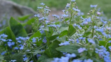 Çim kaplı ile küçük tomurcuklar sallanan Rüzgar bahar küçük mavi çiçekler içinde