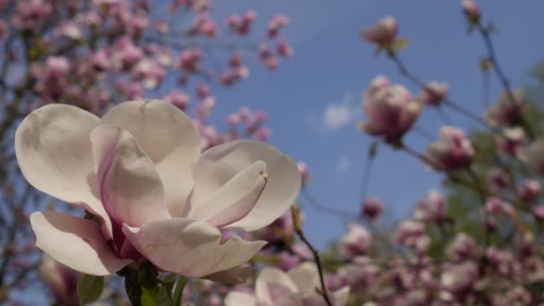 Vidět, kymácí ve větru magnolia květina jarní strom proti obloze v odpoledních hodinách — Stock video