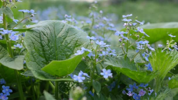 Closeup kan worden gezien als een Swing Plant blauwe bloemen bloei treedt op in het voorjaar grass — Stockvideo