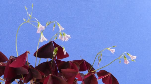 Malé větrné květiny Oxalis kyvné z světlo na modrém pozadí velkých vínové listy s dlouhé stonky květenství — Stock video