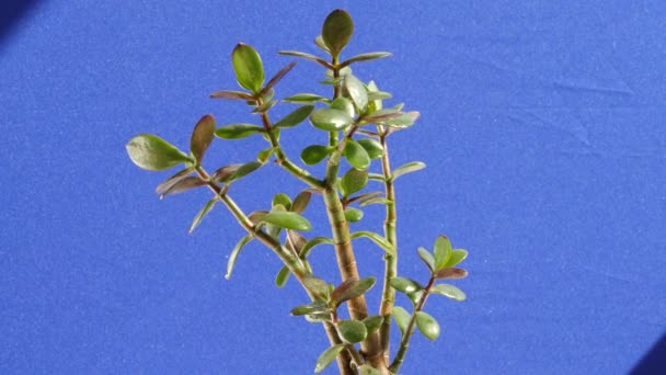 Planta Crassula se balancea en el viento verde Deja fondo azul detrás de la luz cae desde arriba — Vídeos de Stock