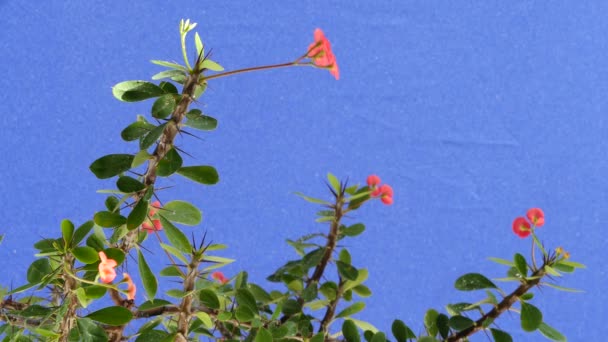Φυτό εσωτερικού χώρου Euphorbia milii τινάζει τα κλαδιά της αύρας στο δωμάτιο σε ένα μπλε φόντο στο προσκήνιο υπό το φως της ημέρας — Αρχείο Βίντεο