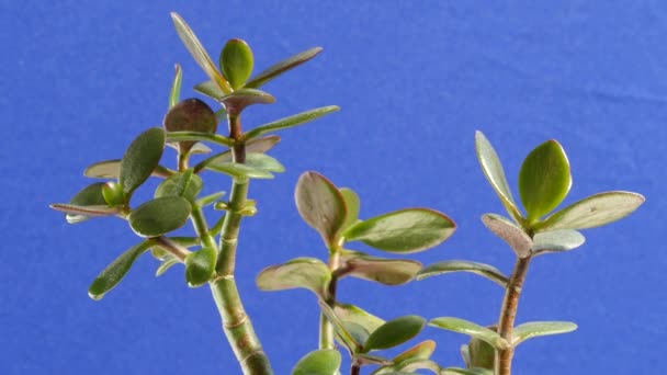 Ramas con follaje roca en un fondo azul árbol de dinero planta hojas mascota — Vídeos de Stock