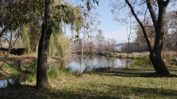 Mouvement de la caméra à travers la pelouse verte avec bouleau distance bleuâtre à la rivière automne journée chaude — Video