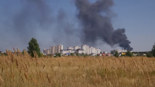 Contra el cielo Rizos de humo Balanceándose en el viento en las orejas de otoño en el campo — Vídeos de Stock