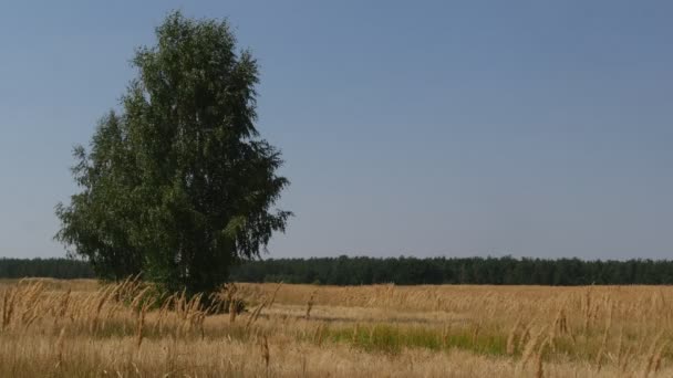 Giornata limpida si può vedere il campo con verde albero giallo campo d'erba nel pomeriggio estivo — Video Stock