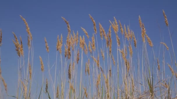 Contre le ciel bleu rochers herbe automne après-midi soleil rayons glissent sur les oreilles — Video