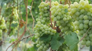 üzüm yaz Bahçe meyve tesislerinde yaz aylarında görülen