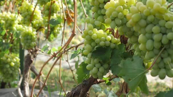 Close-up van een grote groene druiven zwaaiend in de wind op een zonnige dag in de tuin — Stockvideo