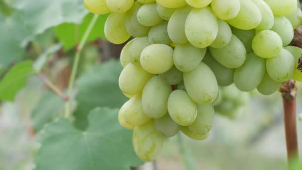 Великий зелений виноград можна побачити крупним планом на сонці в літньому саду — стокове відео
