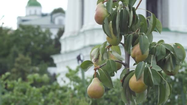 Размахивая зеленой ветви с большими фруктами груши облачно летний день — стоковое видео